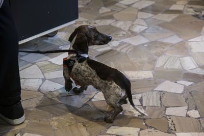 High angle view of dog standing on floor at home
