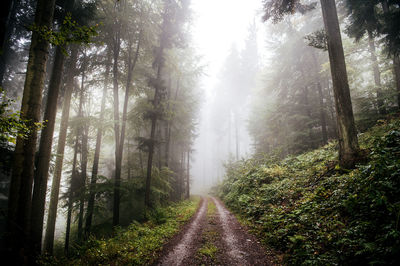 Empty road along trees in forest