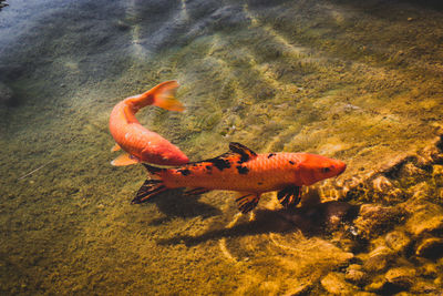 Fish swimming in sea