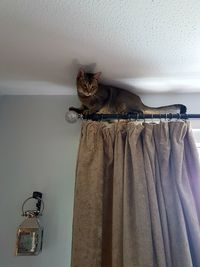 Close-up of cat hanging on wall