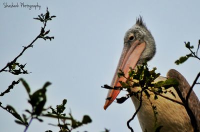 Low angle view of birds perching on tree