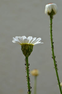 Close-up of white flower blooming outdoors