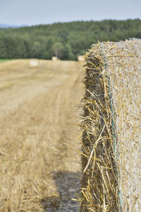 Crops growing on field