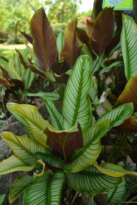 High angle view of plant growing on field