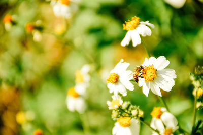 Close-up of bee on white flowering plant