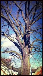 Low angle view of bare tree against sky