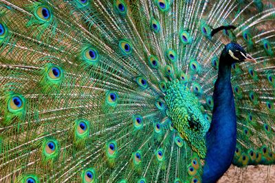 Beautiful peacock with fanned out feathers