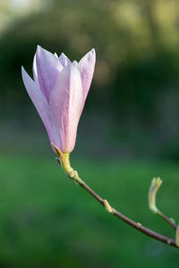 Close-up of purple flower buds