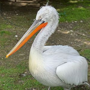 Close-up of a bird on field