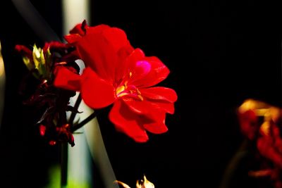 Close-up of red flowers