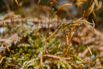 Close-up of plant on field