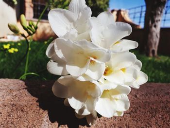 Close-up of white flowering plant in park
