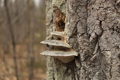 Close-up of tree trunk