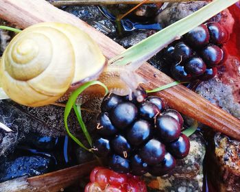 Close-up of fruits