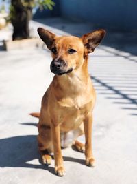 Portrait of dog