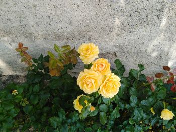 Close-up of flowers blooming outdoors