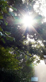 Low angle view of sunlight streaming through tree