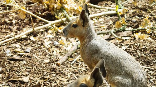 Squirrel on field