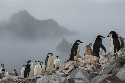 Chinstrap penguin colony on low island, antarctica.