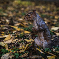 Close-up of squirrel