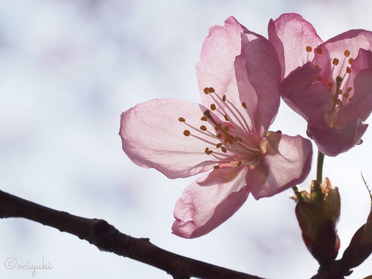 flower, freshness, fragility, petal, growth, flower head, low angle view, beauty in nature, pink color, branch, close-up, nature, blossom, blooming, sky, in bloom, focus on foreground, stamen, springtime, pollen