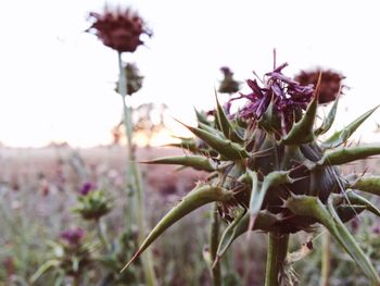 Close-up of flowers blooming outdoors