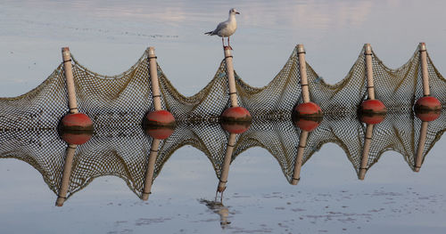 A gull landed on the nets in the lake kerkini. with reflection.