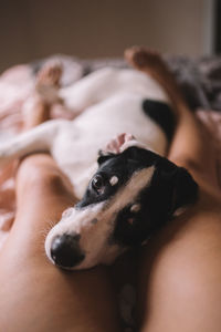 Low section of woman with dog lying down on bed at home