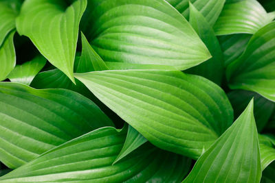 Full frame shot of green leaves