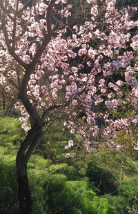 Low angle view of flower tree against sky