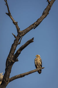Low angle view of bird perching on tree against sky