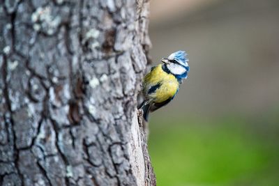 Bird perching on a tree