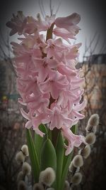 Close-up of pink flowers