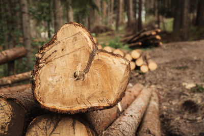 Close-up of log on tree trunk