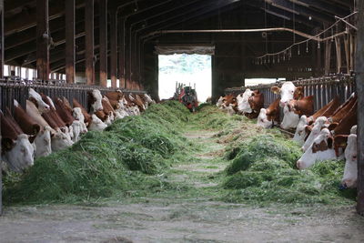 Panoramic shot of horse in stable