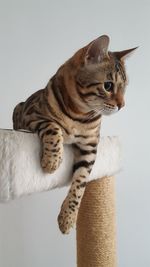 Close-up of cat sitting on floor