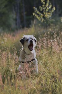 Dog running on field