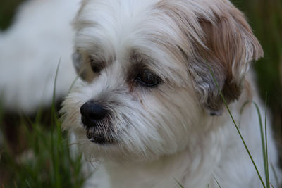 Close-up portrait of a dog