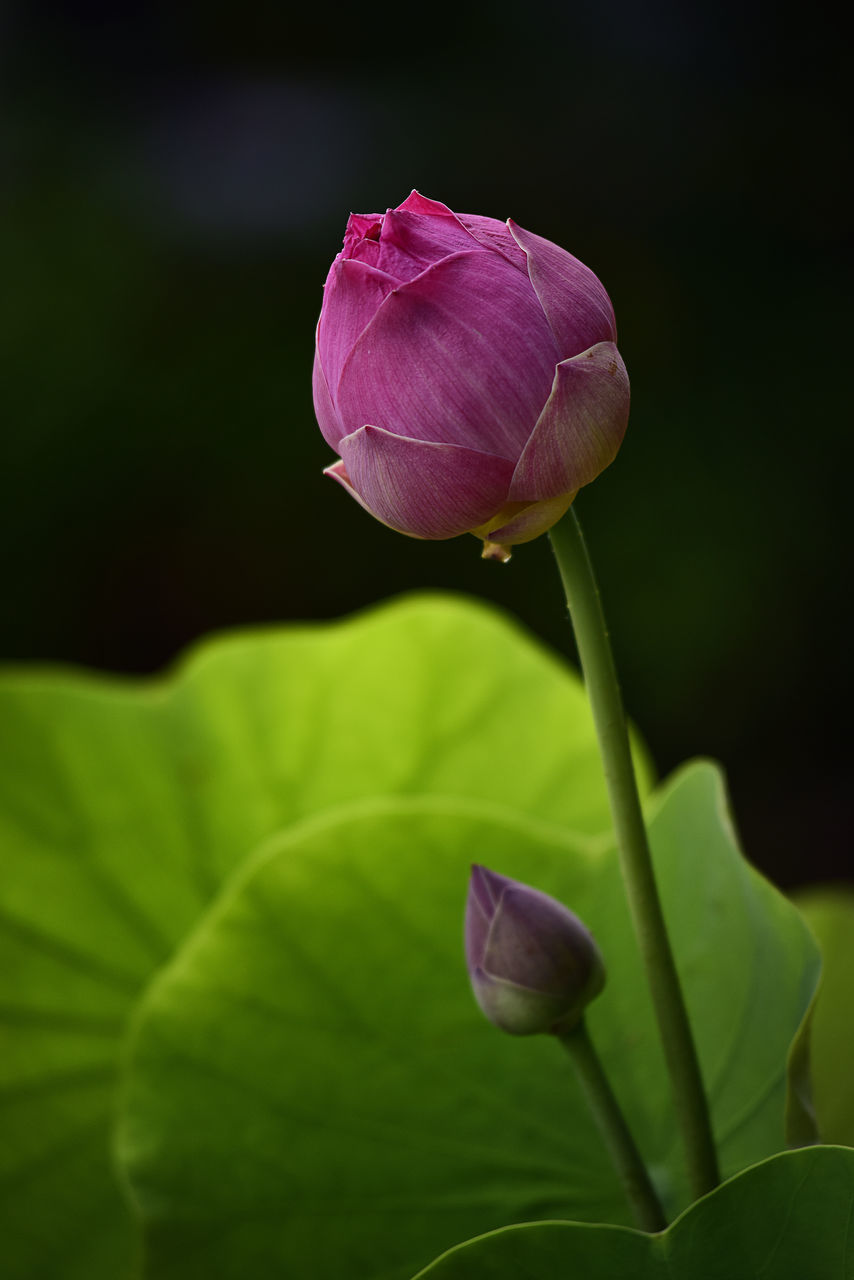 flower, plant, flowering plant, freshness, beauty in nature, close-up, petal, nature, fragility, bud, plant part, leaf, growth, flower head, inflorescence, green, macro photography, plant stem, pink, no people, focus on foreground, purple, springtime, blossom, aquatic plant, outdoors, botany, selective focus, lotus water lily, magenta