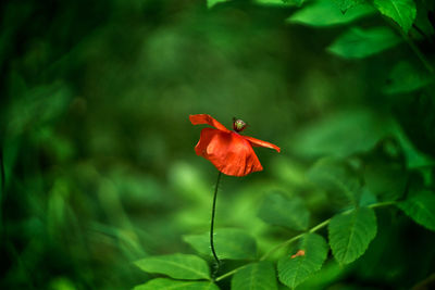 Close-up of red flower on leaf