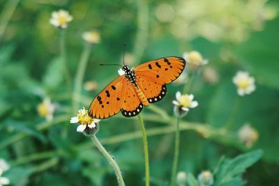 Close-up of butterfly on flower