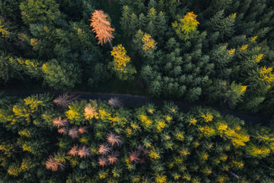 Aerial view of trees