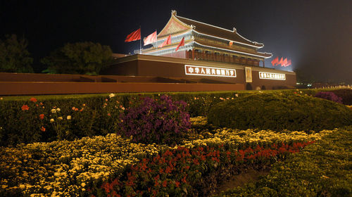 View of flowering plants in park at night