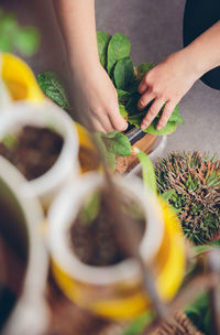 Cropped hands planting plants