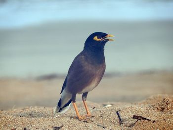 Close-up of bird perching on sand