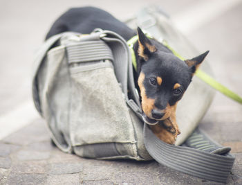 Pet dog cheawing at a bag