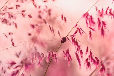 Close-up of pink flowering plants