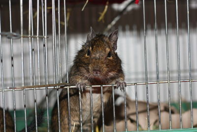 Portrait of mouse in cage