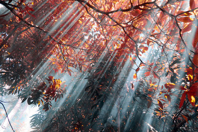 Sunbeams passing through autumn tree