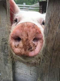 Close-up of horse in stable